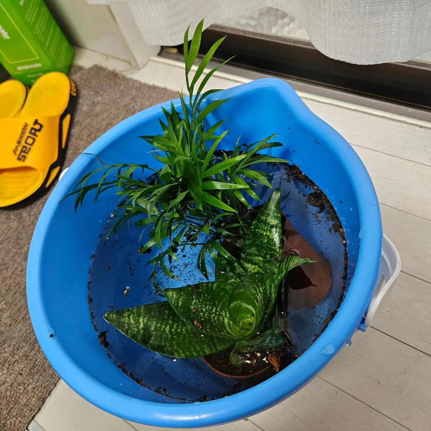 新しい子たち